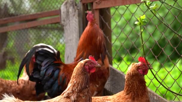 Chicken Walks Pen Chickens Search Grain While Walking Pen Farm — Stock Video