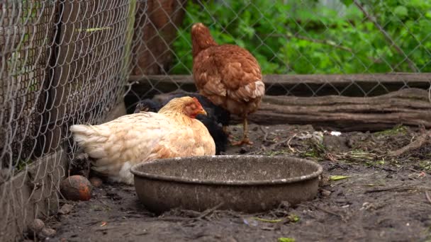 Kip Loopt Bak Kippen Zoeken Naar Graan Tijdens Het Wandelen — Stockvideo