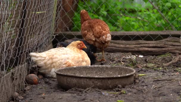 Kuře chodí v ohradě. Kuřata hledají obilí při chůzi v ohradě na farmě