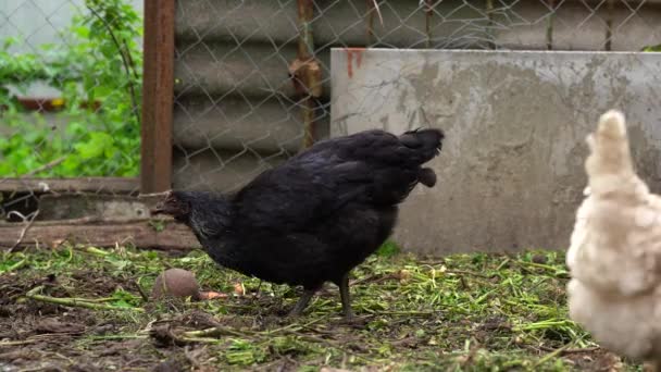 Le poulet marche dans la cage. Les poulets recherchent du grain en marchant dans un enclos dans une ferme