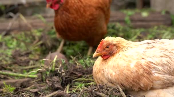 Pollo Camina Corral Pollos Buscan Grano Mientras Caminan Corral Una — Vídeos de Stock