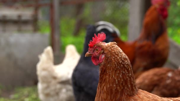 鶏がペンの中を歩く 鶏は農場のペンを歩いている間に穀物を探します — ストック動画