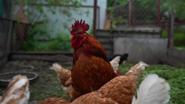 Gros plan du coq adulte avec des poulets dans le enclos. Portrait de chef de meute majestueux en plein air coop.