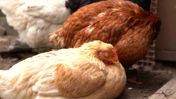 Pollo Entra Nel Recinto Polli Cercano Grano Mentre Camminano Una — Video Stock