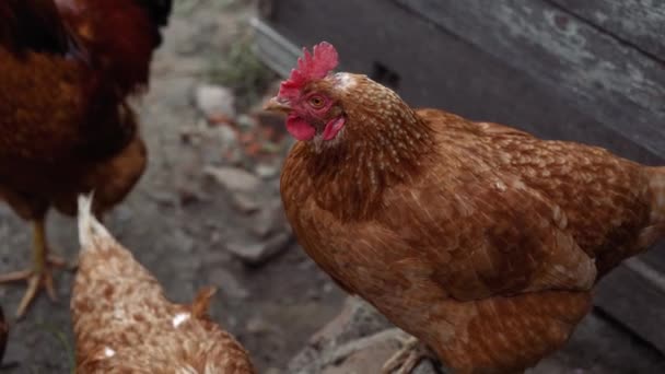 Pollo Camina Corral Pollos Buscan Grano Mientras Caminan Corral Una — Vídeos de Stock