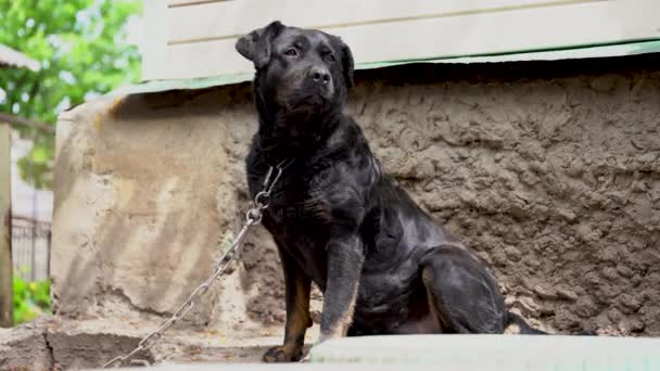 一条戴在链子上的大黑狗看守着房子 — 图库视频影像