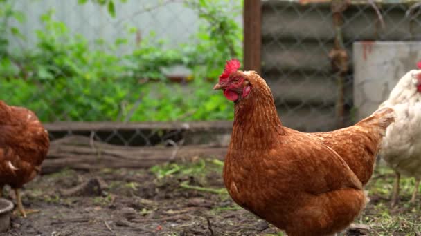 Tavuk Ağılda Yürüyor Tavuklar Çiftlikteki Bir Ağılda Yürürken Tahıl Arar — Stok video