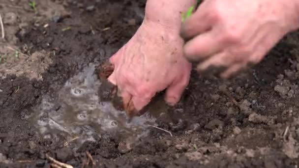 Mujer Madura Plantando Brotes Suelo Primer Plano Las Manos Mujer — Vídeo de stock