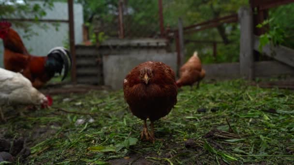 Le poulet marche dans la cage. Les poulets recherchent du grain en marchant dans un enclos dans une ferme