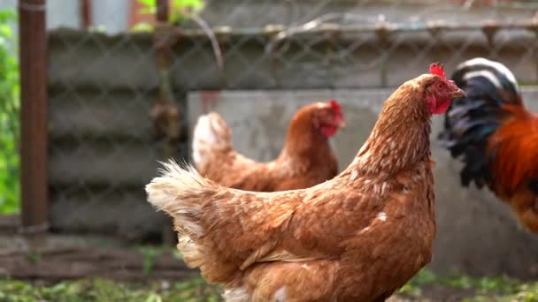 小鸡在笔下散步 小鸡在农场边走边找谷物 — 图库视频影像