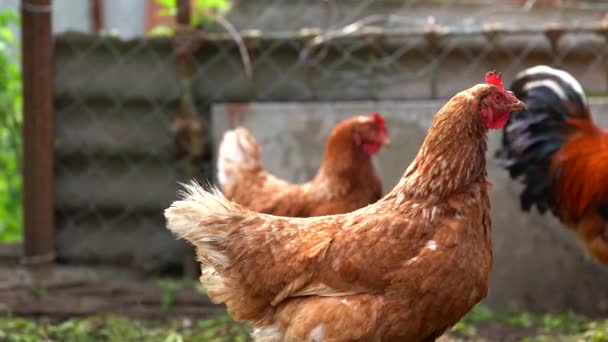 Le poulet marche dans la cage. Les poulets recherchent du grain en marchant dans un enclos dans une ferme