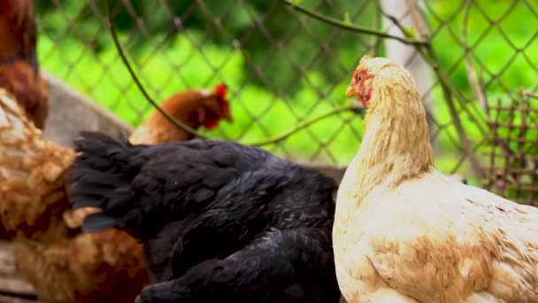 Pollo Camina Corral Pollos Buscan Grano Mientras Caminan Corral Una — Vídeos de Stock