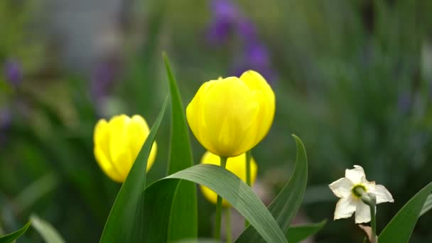 Primer Plano Tulipanes Amarillos Cerrados Sobre Fondo Hojas Verdes Hermosas — Vídeo de stock