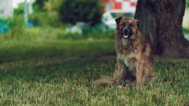 Açık havada ağaçların yanında evsiz bir köpek.