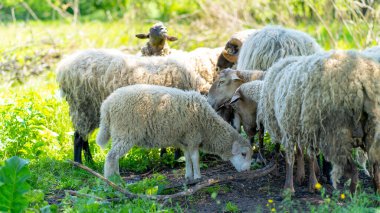 Çayırda otlayan koyun sürüsünü kapatın.