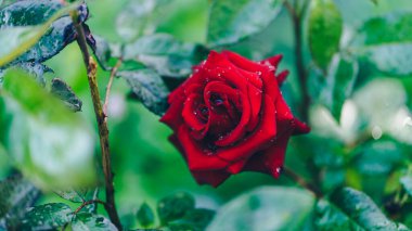 Yeşil yaprakların arka planındaki kırmızı gülü kapat. Su damlalı güzel bir çiçek. Doğa arkaplanı kavramı