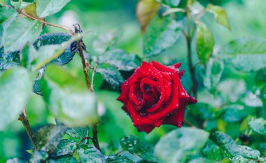 Yeşil yaprakların arka planındaki kırmızı gülü kapat. Su damlalı güzel bir çiçek. Doğa arkaplanı kavramı