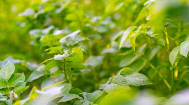 Bahçedeki patates çalıları. Sebze yatağında patates çalısı. Ev yapımı sebzeler.