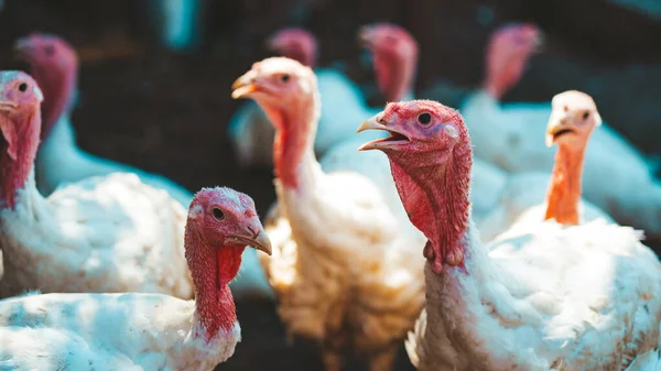 Breeding turkeys on a farm. White turkey portrait. Flock of Turkeys at the farm. Pasture raised turkey on a farm