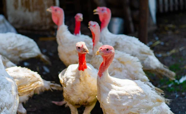 Breeding turkeys on a farm. White turkey portrait. Flock of Turkeys at the farm. Pasture raised turkey on a farm