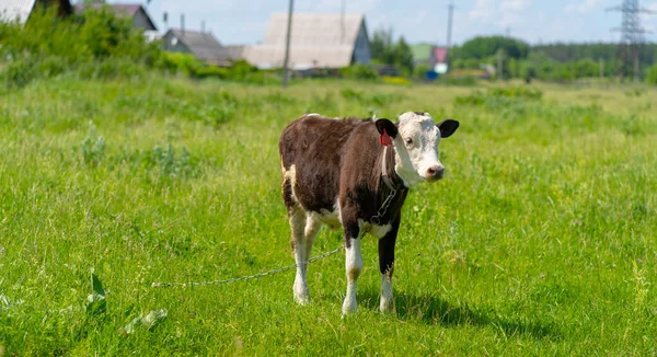 Cow Grazes Field Summer Day Cow Pasture — Stock Photo, Image