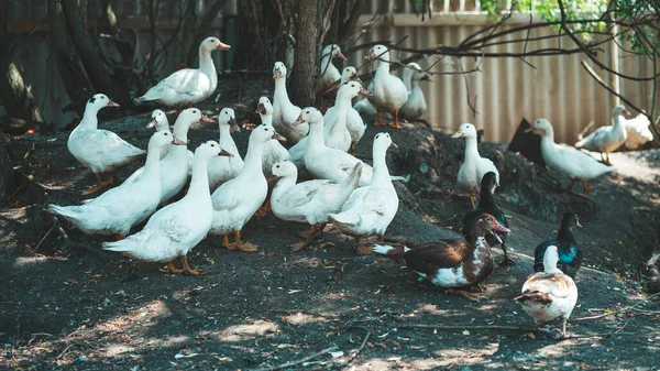 Pato Procura Grãos Enquanto Caminha Paddock Fazenda — Fotografia de Stock