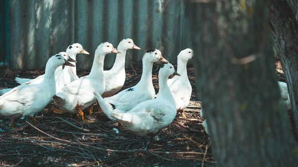 Ente Auf Körnersuche Beim Spaziergang Koppel Auf Bauernhof — Stockfoto