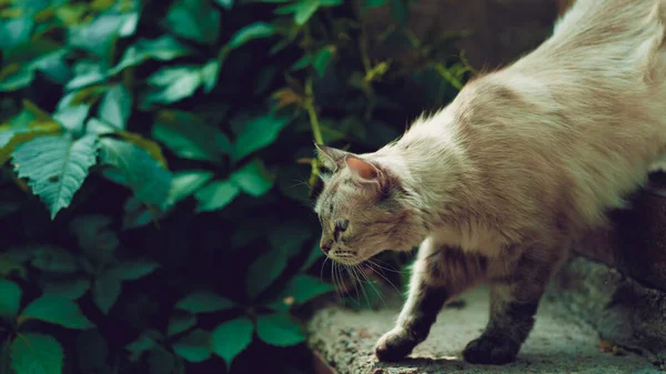 Toulavá Kočka Kráčející Ulici Kočička Bez Domova Venku — Stock fotografie