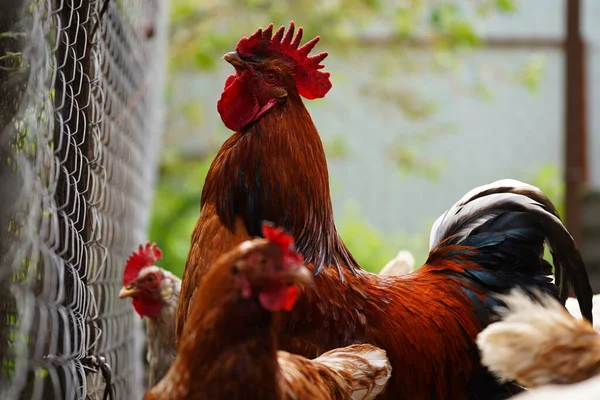 農場のパドックを歩いている間に穀物を探している普通の赤い鶏と鶏 — ストック写真