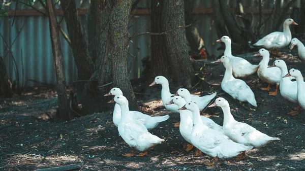 Weiße Enten Auf Dem Bauernhof Porträt Einer Weißen Ente Die — Stockfoto