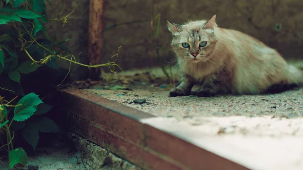 Gatto Randagio Che Cammina Strada Gattino Senzatetto All Aperto — Foto Stock