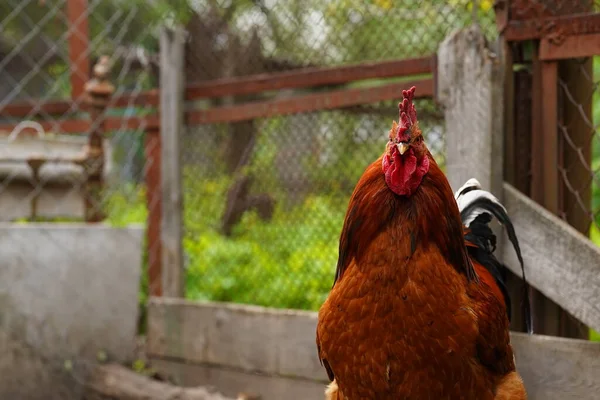 Volwassen Haan Paddock Portret Van Statige Haan Buiten — Stockfoto