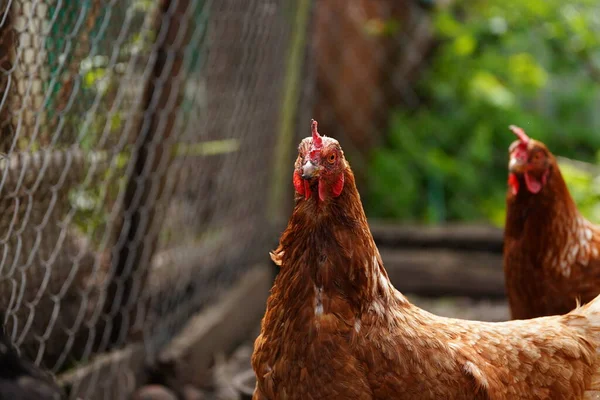 Kuřata Hledají Zrna Při Chůzi Ohradě Farmě — Stock fotografie