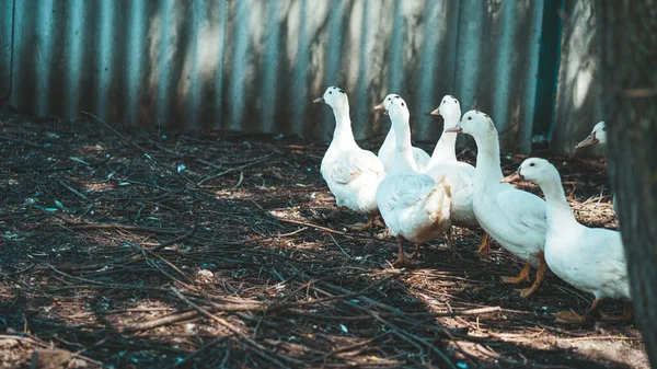 Ente Auf Körnersuche Beim Spaziergang Koppel Auf Bauernhof — Stockfoto