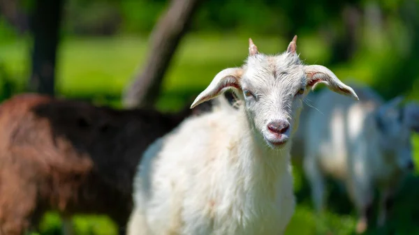 Close Little Goat Grazing Green Meadow — Stock Photo, Image