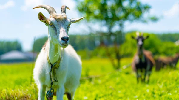 Close Little Goat Grazing Green Meadow — Stock Photo, Image