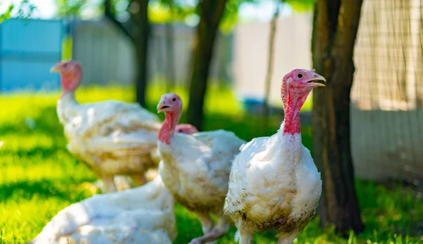 Breeding turkeys on a farm. White turkey portrait. Flock of Turkeys at the farm. Pasture raised turkey on a farm