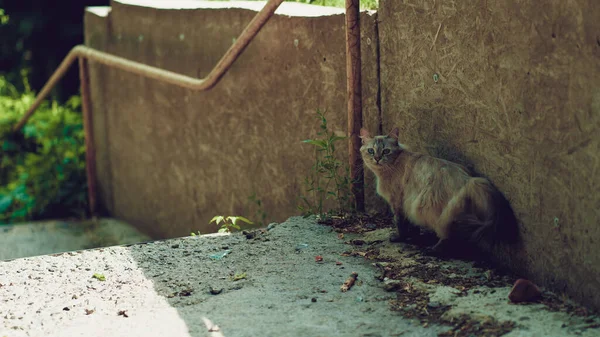 Gatto Randagio Che Cammina Strada Gattino Senzatetto All Aperto — Foto Stock