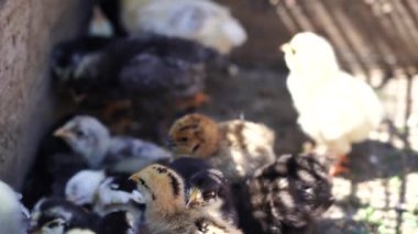 Ağıldaki küçük, farklı piliçlere yakın..