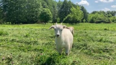 Yeşil çayırlarda otlayan küçük keçiler. Hayvanlar dışarıda yeşil ot yiyor..