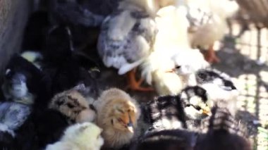 Ağıldaki küçük, farklı piliçlere yakın..