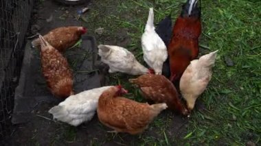 Tavuk ağılda yürüyor. Tavuklar çiftlikteki bir ağılda yürürken tahıl arar.