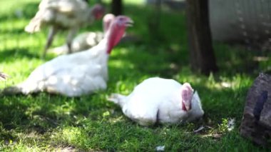 Çayırda yürüyen beyaz hindiler. Bir tarlada çayırda yürürken beyaz hindi tahıl arıyor