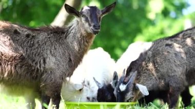 Küçük keçiyi kapat, arka plandaki küçük keçilere bak, dışarıda yemek ye..
