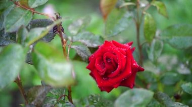 Yeşil yaprakların arka planındaki kırmızı gülü kapat. Su damlalı güzel bir çiçek. Doğa arkaplanı kavramı.