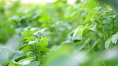 Bahçedeki patates çalıları. Sebze yatağında patates çalısı. Ev yapımı sebzeler. Yiyecek, bitki.