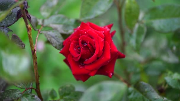 Nær Rød Rose Bakgrunn Grønne Blader Vakker Blomst Med Vanndråper – stockvideo