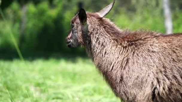 Yeşil Çayırlarda Otlayan Küçük Keçiyi Kapatın — Stok video