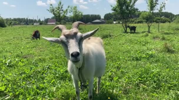 Gros plan sur le pâturage des chèvres dans le pré vert.