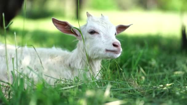 Nahaufnahme Einer Ziege Die Auf Einer Grünen Wiese Weidet — Stockvideo